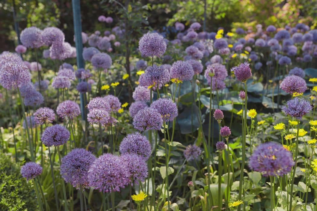 Image by <a class="text-p3" href="http://jamesgreenphotographer.co.uk" target="_blank">James Green Photographer</a>.