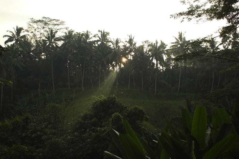 Images courtesy of Alila Ubud.