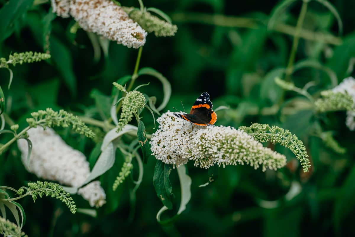Image by <a class="text-p3" href="http://www.clarekinchinphotography.co.uk" target="_blank">Clare Kinchin Photography</a>.