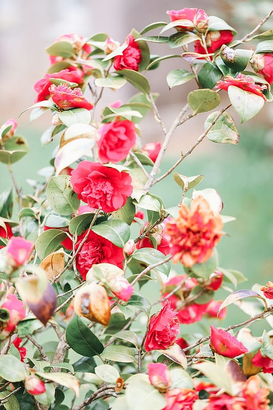 Image by <a class="text-p3" href="https://www.charlottewisephotography.co.uk" target="_blank">Charlotte Wise Fine Art Photography</a>.