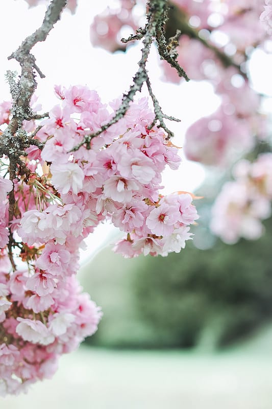 Image by <a class="text-p3" href="https://www.charlottewisephotography.co.uk" target="_blank">Charlotte Wise Fine Art Photography</a>.