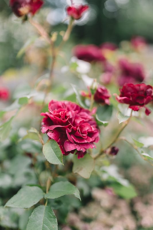 Image by <a class="text-p3" href="https://www.luciewatsonphotography.com" target="_blank">Lucie Watson Photography</a>.