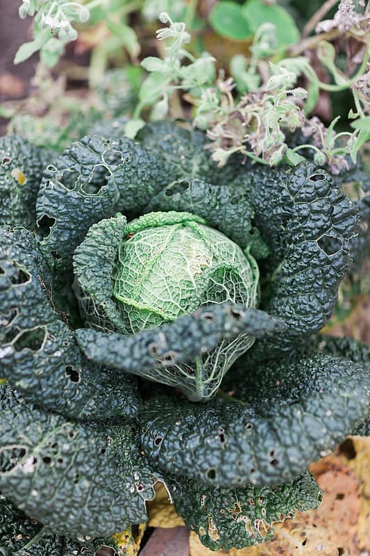 Image by <a class="text-p3" href="http://www.jobradbury.co.uk" target="_blank">Jo Bradbury Photography</a>.