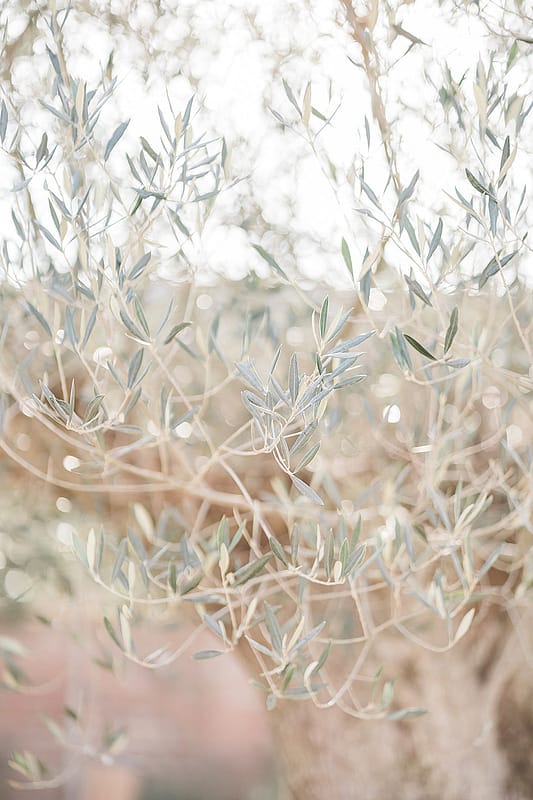 Image by <a class="text-p3" href="https://charlotteevephotography.com" target="_blank">Charlotte Eve Photography</a>.