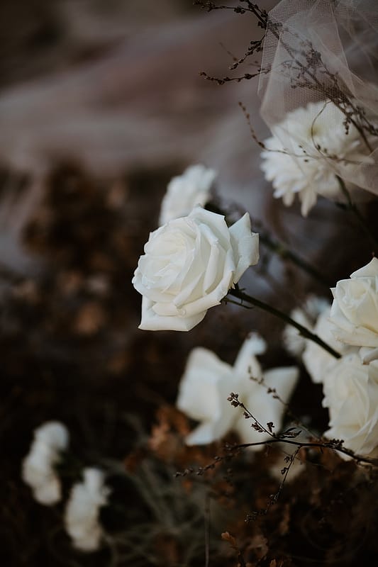 Image by <a class="text-p3" href="https://sierrakatrina.com" target="_blank">Sierra Katrina Photography</a>.