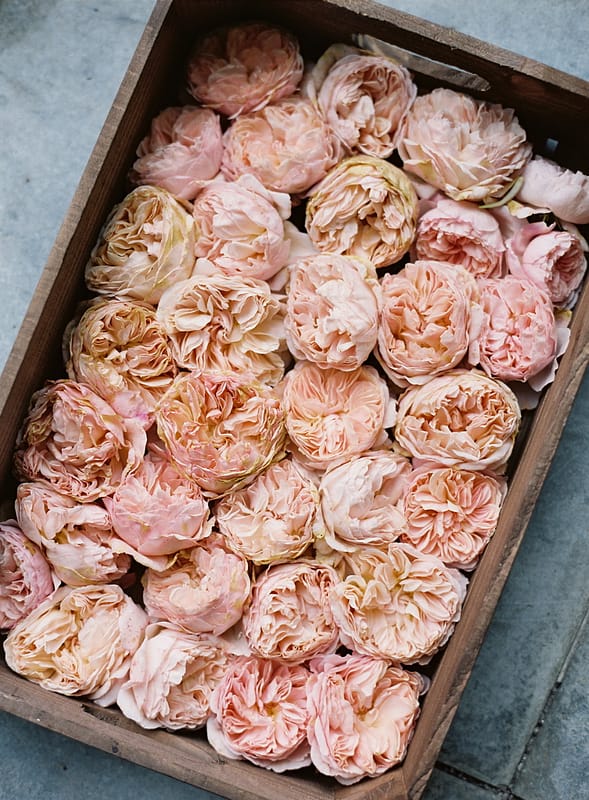 Image by <a class="text-p3" href="http://taylorandporter.co.uk" target="_blank">Taylor & Porter Photography</a> courtesy of <a class="text-p3" href="http://www.porteliot.co.uk" target="_blank">Port Eliot Estate</a>.