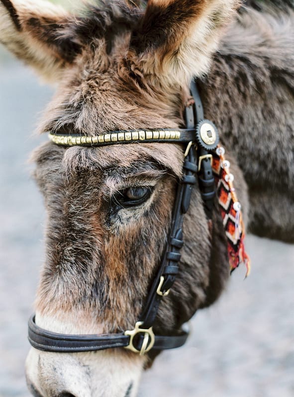 Image by <a class="text-p3" href="http://www.lucydavenport.co.uk" target="_blank">Lucy Davenport Photography</a>.