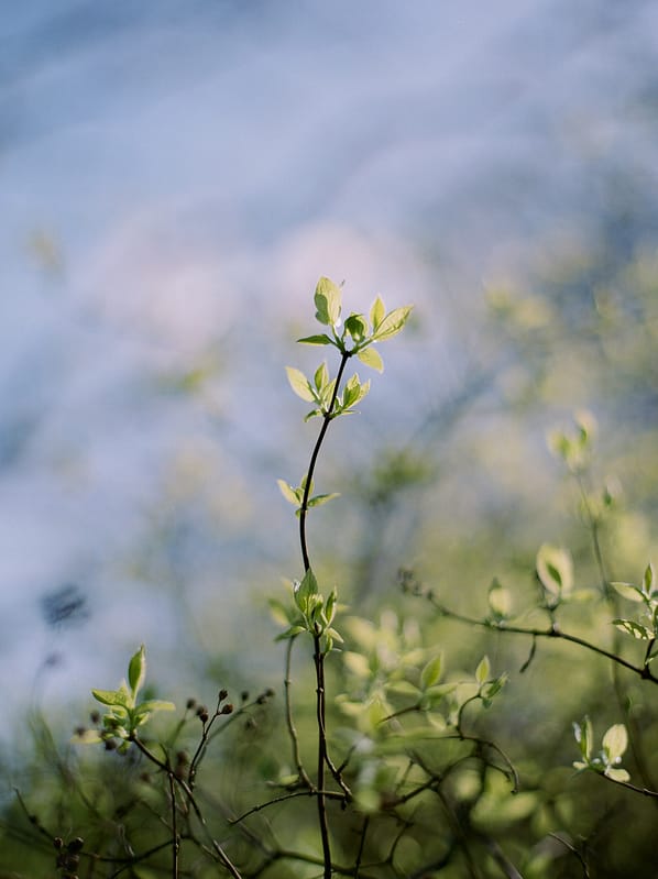 Image by <a class="text-p3" href="http://juliemichaelsen.com" target="_blank">Julie Michaelsen Photography</a>.