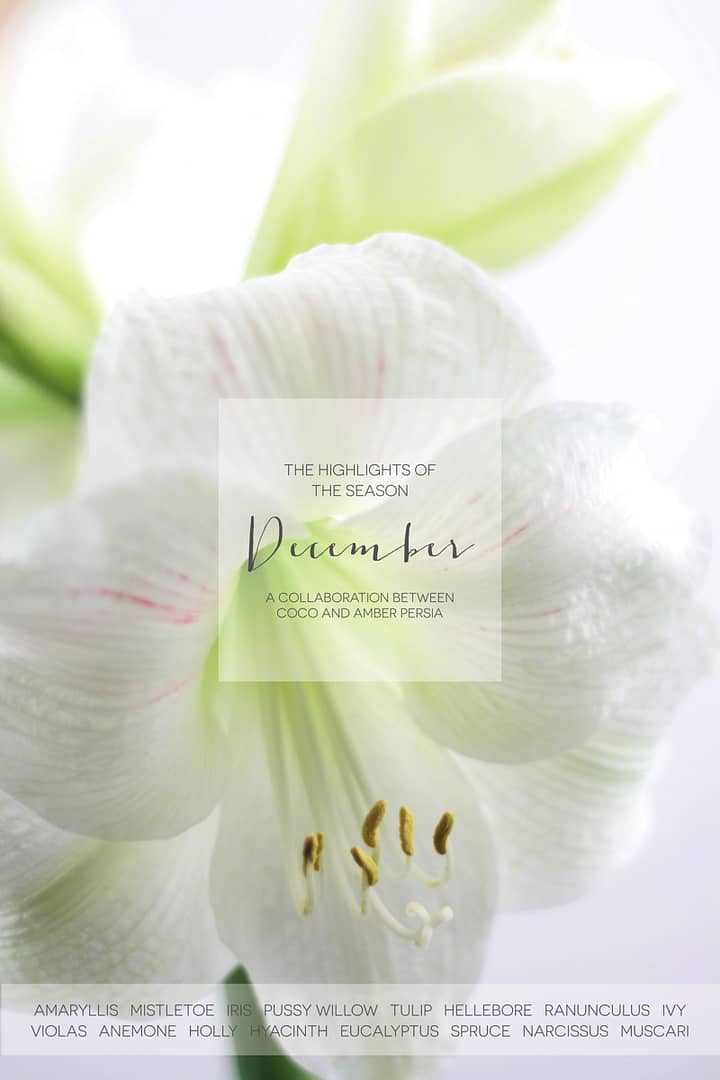Coco and Amber Persia - December Floral Highlights.