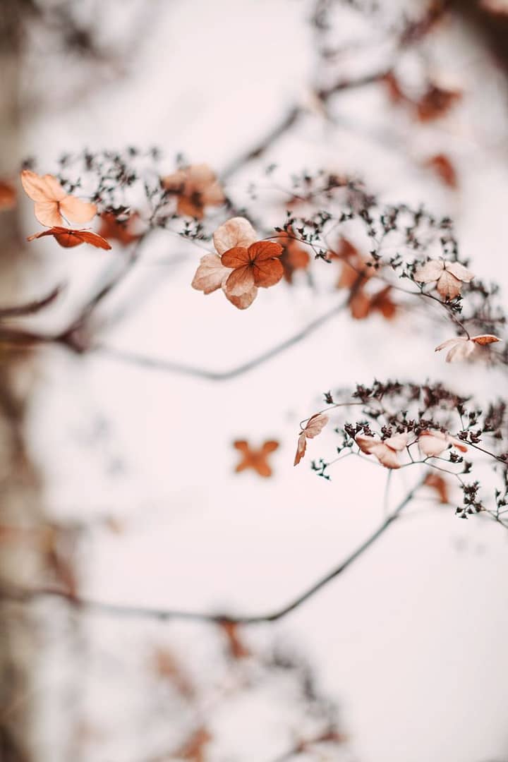 Image by <a class="text-p3" href="http://christinasarah.com" target="_blank">Christina Sarah Photography</a>.