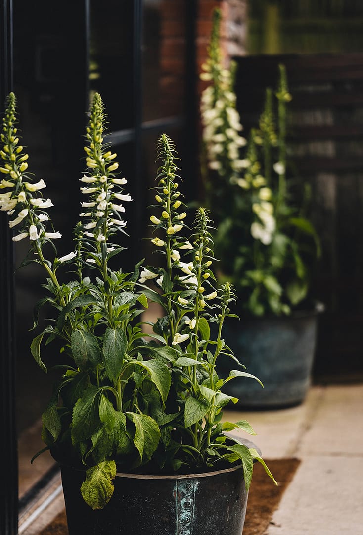 Image by <a class="text-p3" href="http://martamayphotography.co.uk" target="_blank">Marta May Photography</a>.
