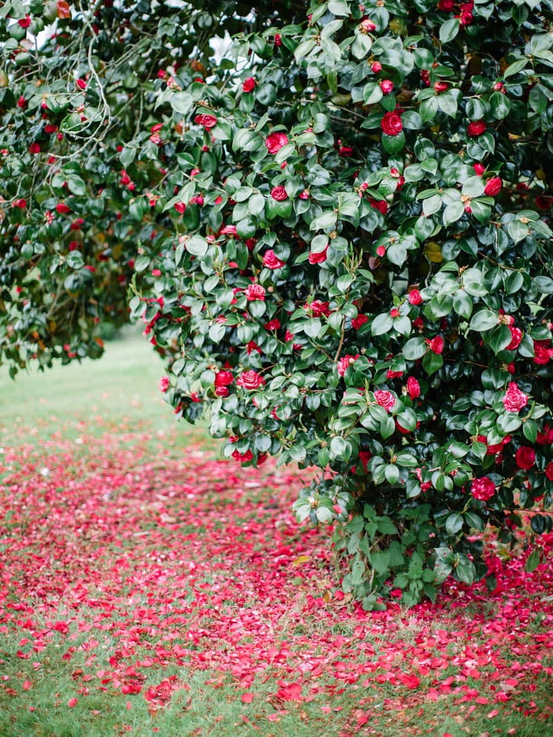 wedding-venues-in-devon-pynes-house-home-tour-15