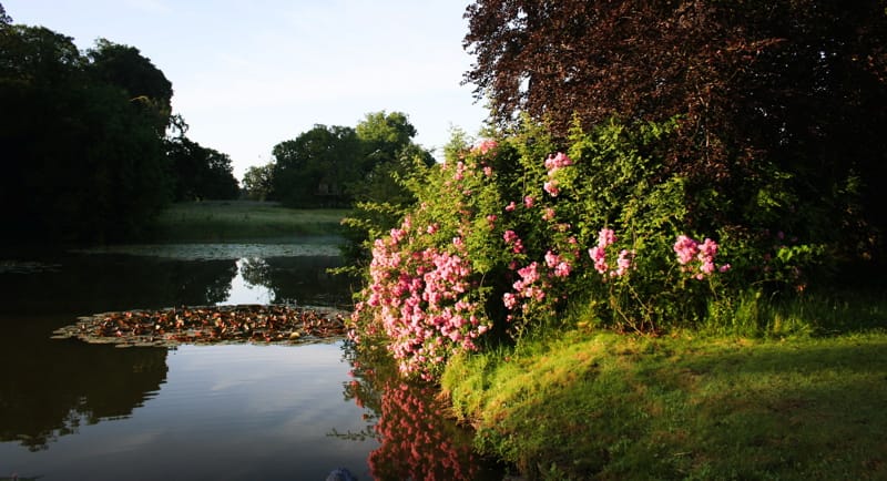 Image courtesy of Narborough Hall Gardens.
