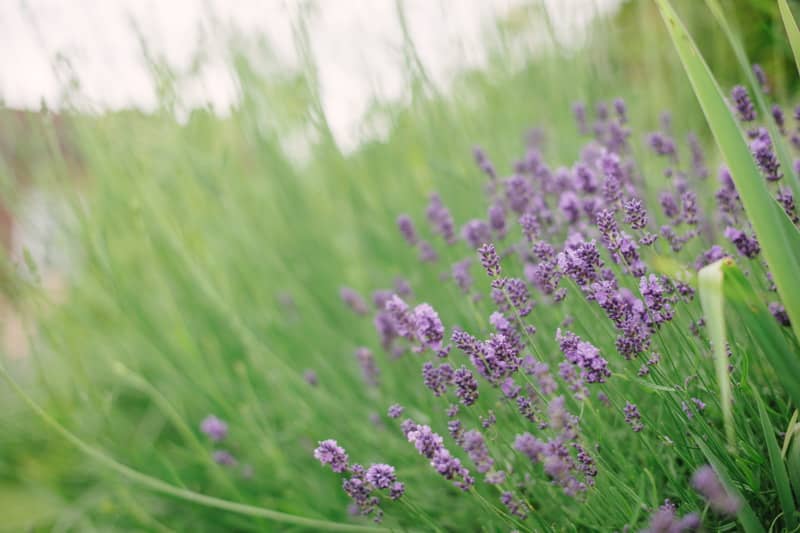 Image by <a class="text-p3" href="http://www.hannahduffy.com" target="_blank">Hannah Duffy Photography</a>.