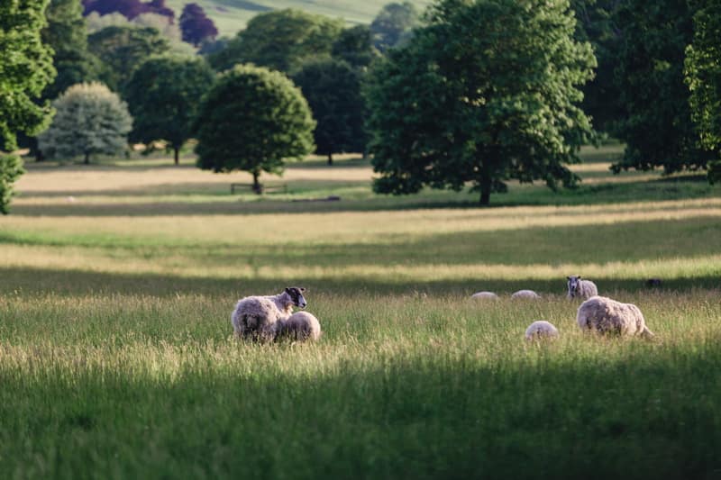 Sandon Hall