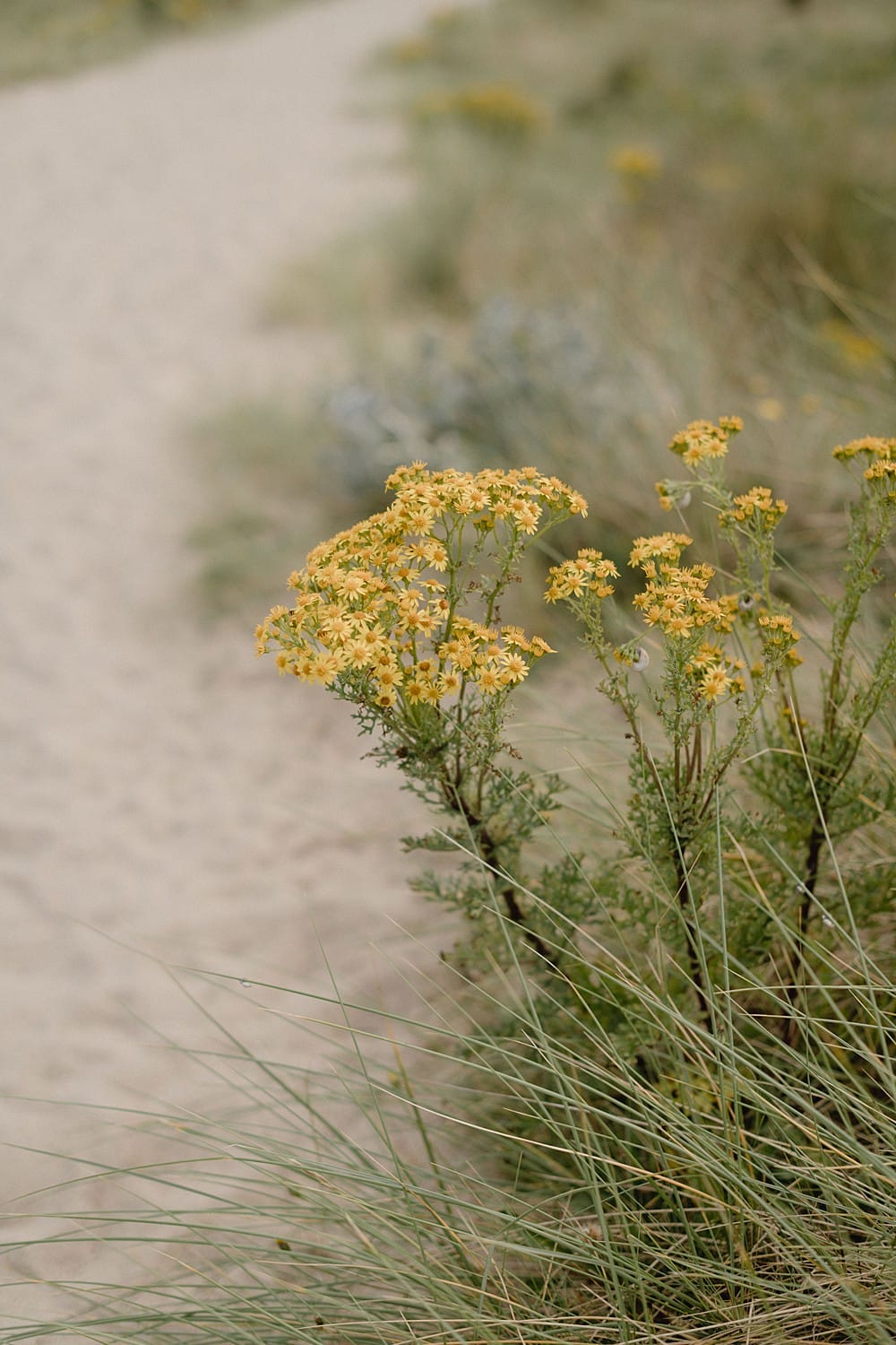 Image by <a class="text-p3" href="https://www.saltyseaphotography.com" target="_blank">Salt & Sea Photography Co.</a>