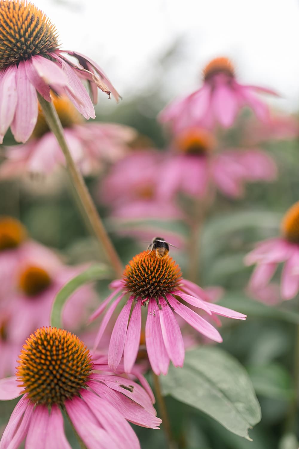 Image by <a class="text-p3" href="https://www.jenniferjanephotography.co.uk" target="_blank">Jennifer Jane Photography</a>.