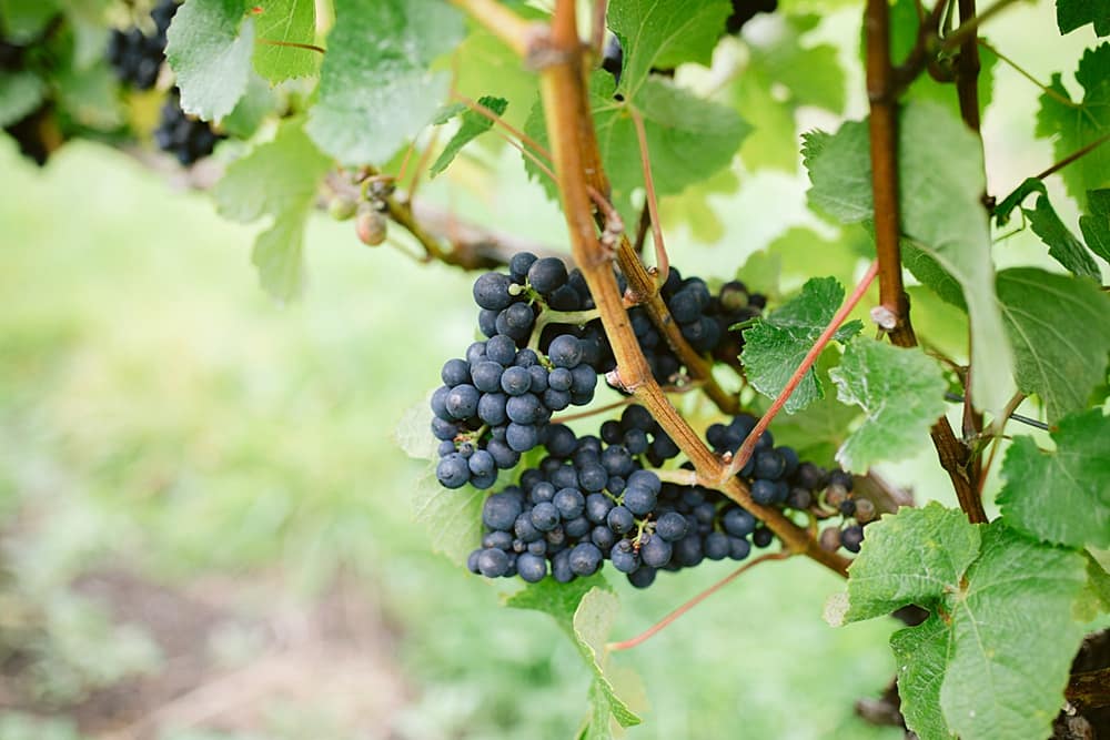 Image by <a class="text-p3" href="https://www.tarastattonphotography.com" target="_blank">Tara Statton Photography</a>.