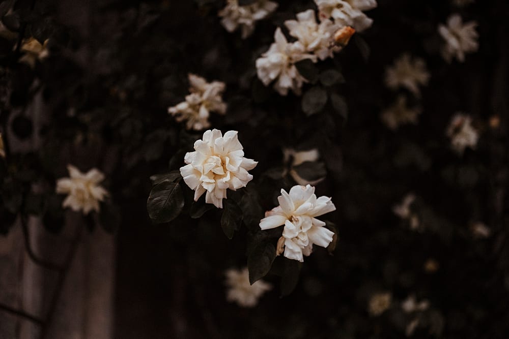 Image by <a class="text-p3" href="http://www.athinglikethatphotography.com" target="_blank">A Thing Like That Photography</a>.