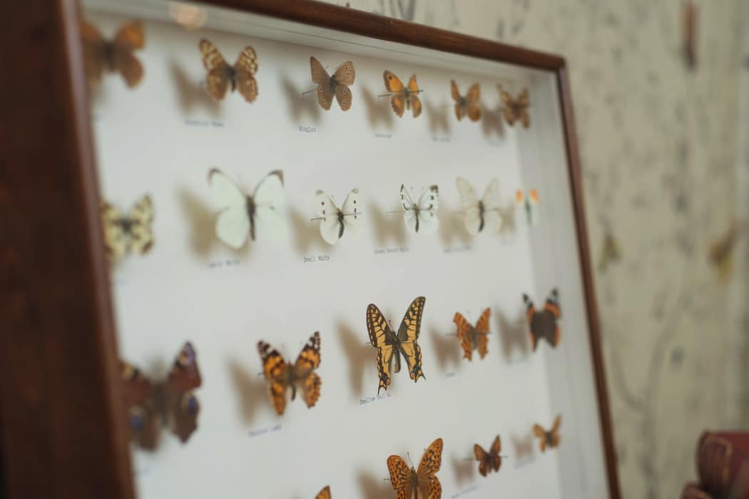 Image courtesy of Paschoe House.