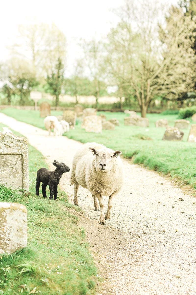 Image by <a class="text-p3" href="http://www.gyangurung.com" target="_blank">Gyan Gurung Photography</a>.