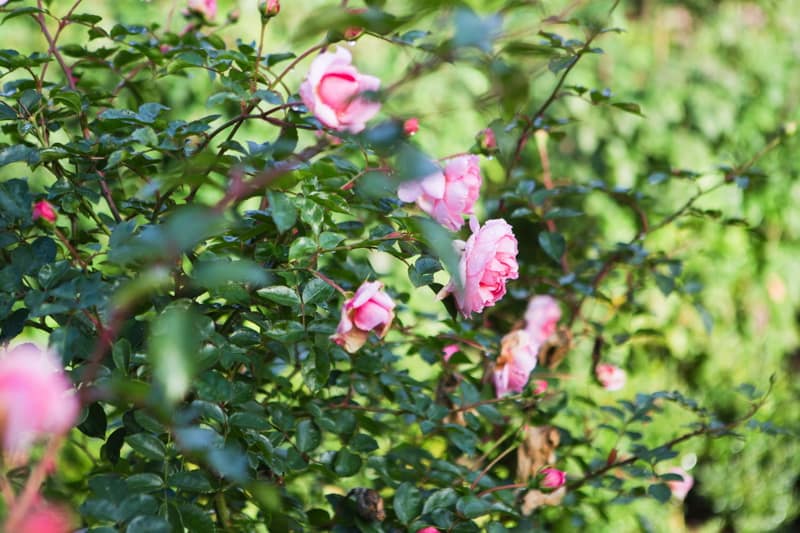 Image by <a class="text-p3" href="http://www.jadeosbornephotography.com" target="_blank">Jade Osborne Photography</a>.