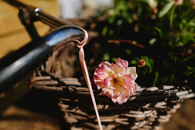 Image by <a class="text-p3" href="http://www.dynamicdogproductions.co.uk" target="_blank">Dynamic Dog Productions</a>.