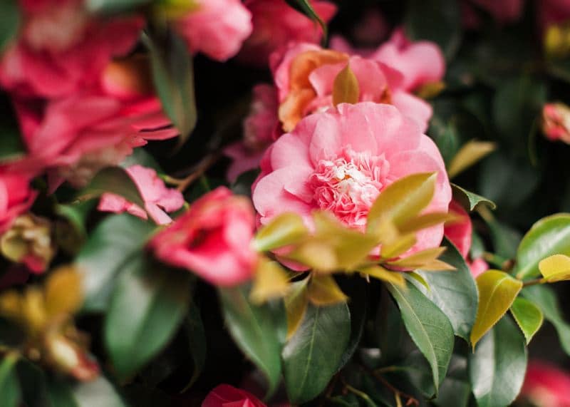 Image by <a class="text-p3" href="http://www.katenielen.com" target="_blank">Kate Nielen Photography</a>.