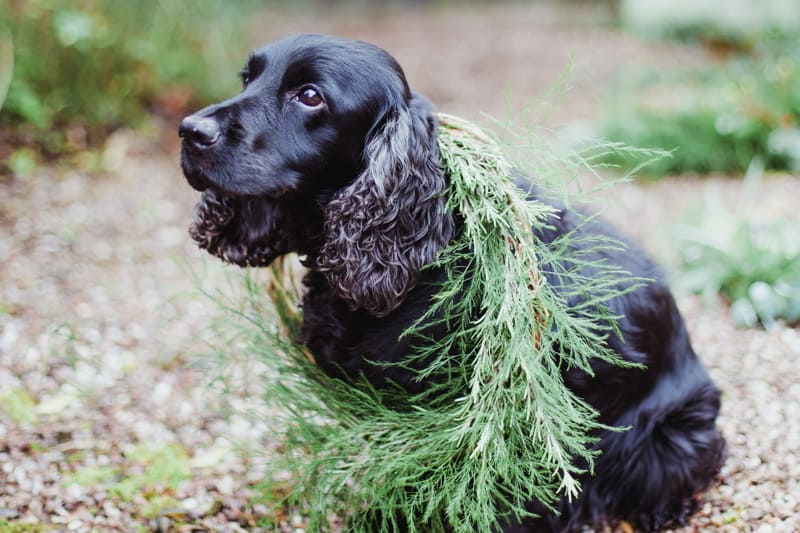 christmas-wreath-diy-flowers-by-breige-sandon-hall-wedding-venue-coco-wedding-venues-jade-osborne-photography-58