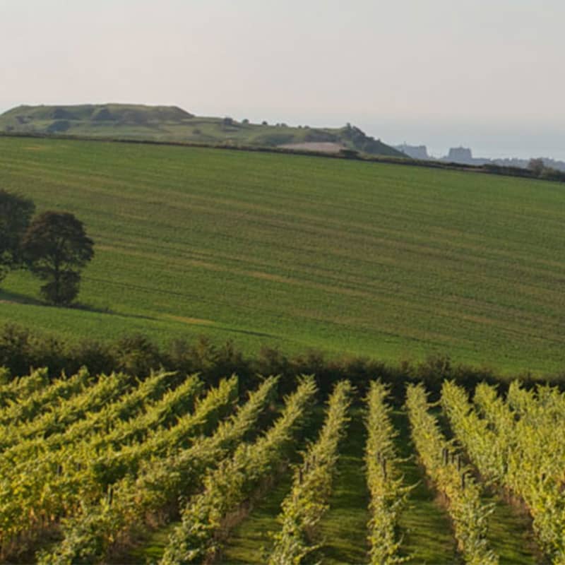 Vineyard Tour With Wine Tasting And Lunch For Two At Terlingham Vineyard Truly Experiences £85
